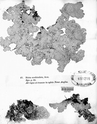 Lobaria scrobiculata image